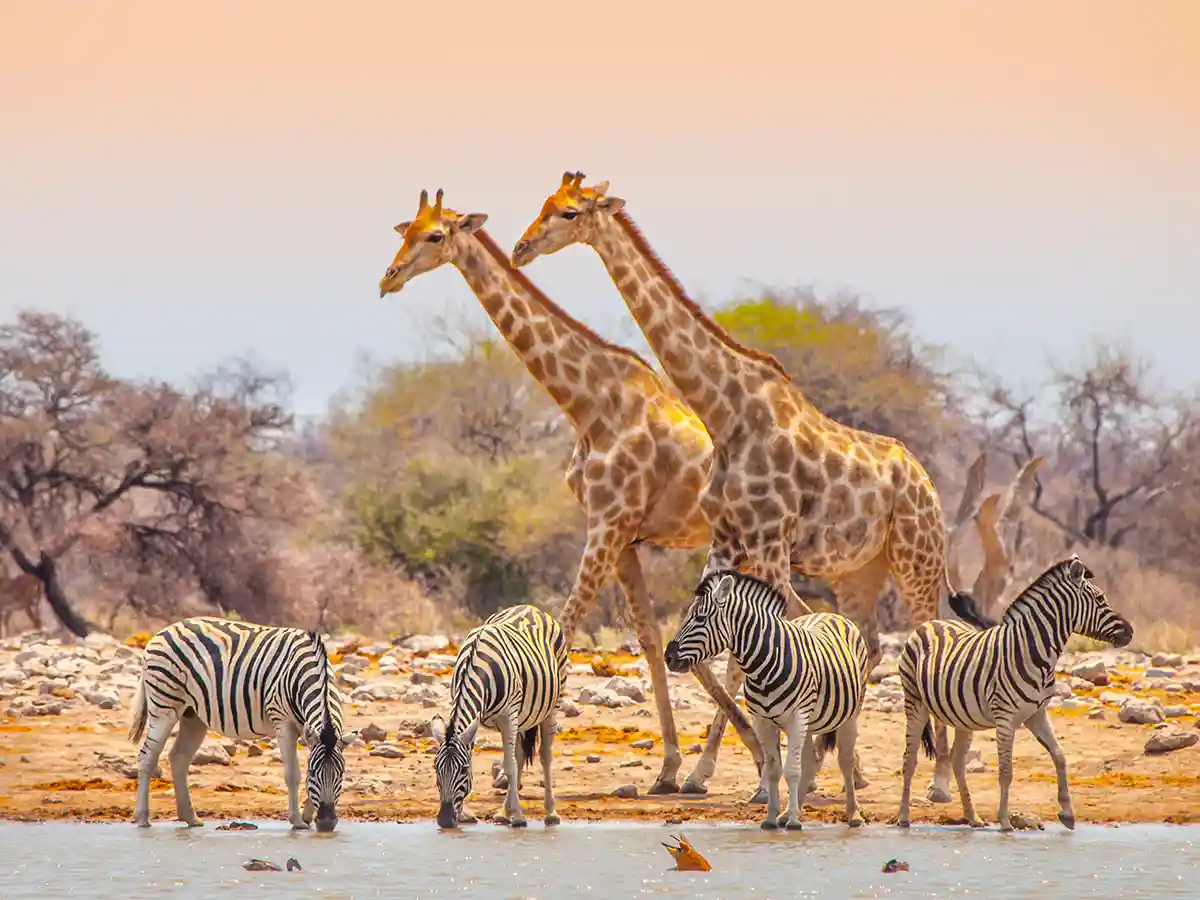 Två giraffer och fyra slättzebror vid ett vattenhål i Etosha i ett mjukt eftermiddagsljus.
